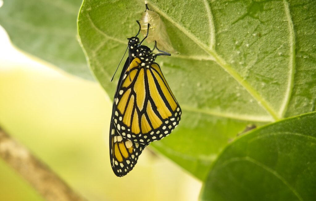 butterfly, monarch, transformation-4177145.jpg