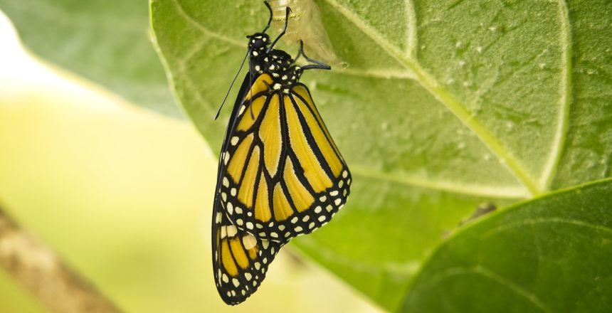 butterfly, monarch, transformation-4177145.jpg